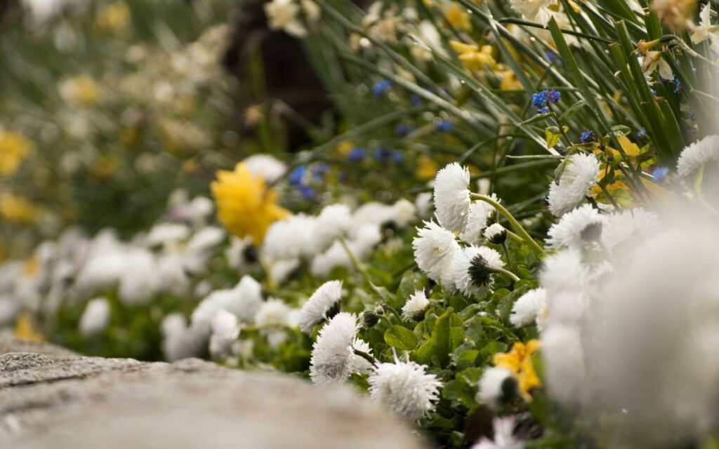canteiro de flores