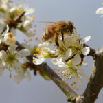 Soluções Sustentáveis para Jardins