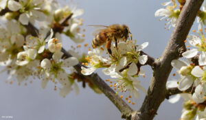 Soluções Sustentáveis para Jardins