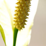 Plantas que vivem só na água