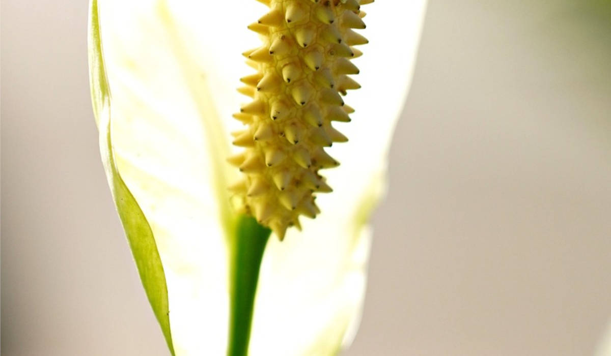 Plantas que vivem só na água